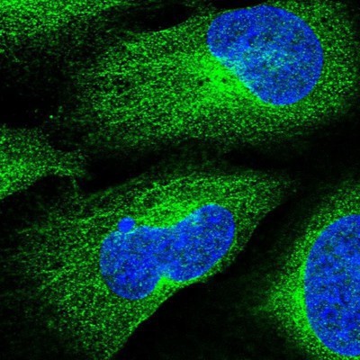 Immunocytochemistry/Immunofluorescence: FEZ1 Antibody [NBP1-86256] - Staining of human cell line U-2 OS shows positivity in cytoplasm & cytoskeleton (microtubules).