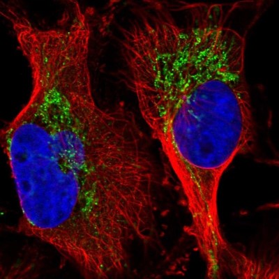 Immunocytochemistry/Immunofluorescence: GRSF1 Antibody [NBP2-38341] - Immunofluorescent staining of human cell line U-251 MG shows positivity in mitochondria.