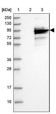 Western Blot: C6orf97 Antibody [NBP2-37860] - Lane 1: Marker [kDa] 250, 130, 95, 72, 55, 36, 28, 17, 10<br/>Lane 2: Negative Control<br/>Lane 3: LY410933