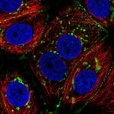 Immunocytochemistry/Immunofluorescence: C6orf97 Antibody [NBP2-37860] - Immunofluorescent staining of human cell line MCF7 shows positivity in the Golgi apparatus and cell junctions.