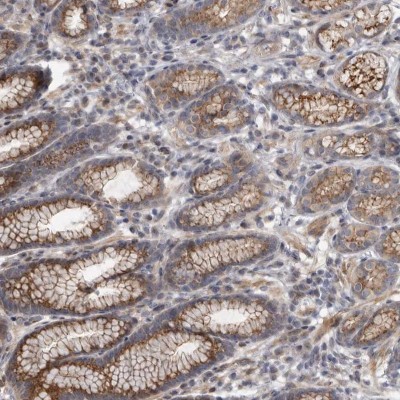 Immunohistochemistry: C6orf97 Antibody [NBP2-37860] - Staining of human stomach shows distinct cytoplasmic positivity in glandular cells.