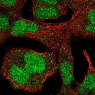 Immunocytochemistry/Immunofluorescence: ZNF207 Antibody [NBP2-39010] - Immunofluorescent staining of human cell line HEK 293 shows positivity in nucleus.