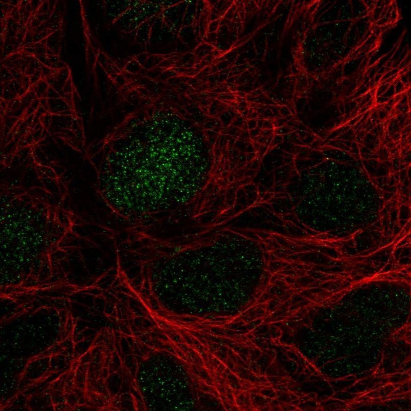 Immunocytochemistry/Immunofluorescence: Suppressor of Ty 4 homolog 1 Antibody [NBP2-31794] - Immunofluorescent staining of human cell line HEK 293 shows positivity in nucleus.