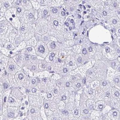 Immunohistochemistry: Suppressor of Ty 4 homolog 1 Antibody [NBP2-31794] - liver