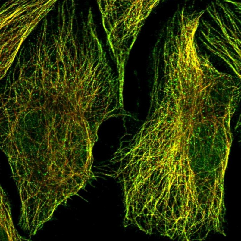 Immunocytochemistry/Immunofluorescence: FAM71C Antibody [NBP1-81090] - Staining of human cell line U-2 OS shows positivity in nucleus but not nucleoli & cytoskeleton (microtubules).