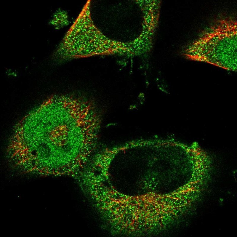 Immunocytochemistry/Immunofluorescence: RNF166 Antibody [NBP1-81203] - Staining of human cell line U-251 MG shows positivity in nucleus but not nucleoli, plasma membrane & cytoplasm.
