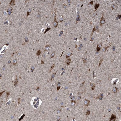 Immunohistochemistry-Paraffin: C9orf43 Antibody [NBP1-82743] - Staining of human cerebral cortex shows strong positivity in neurons.