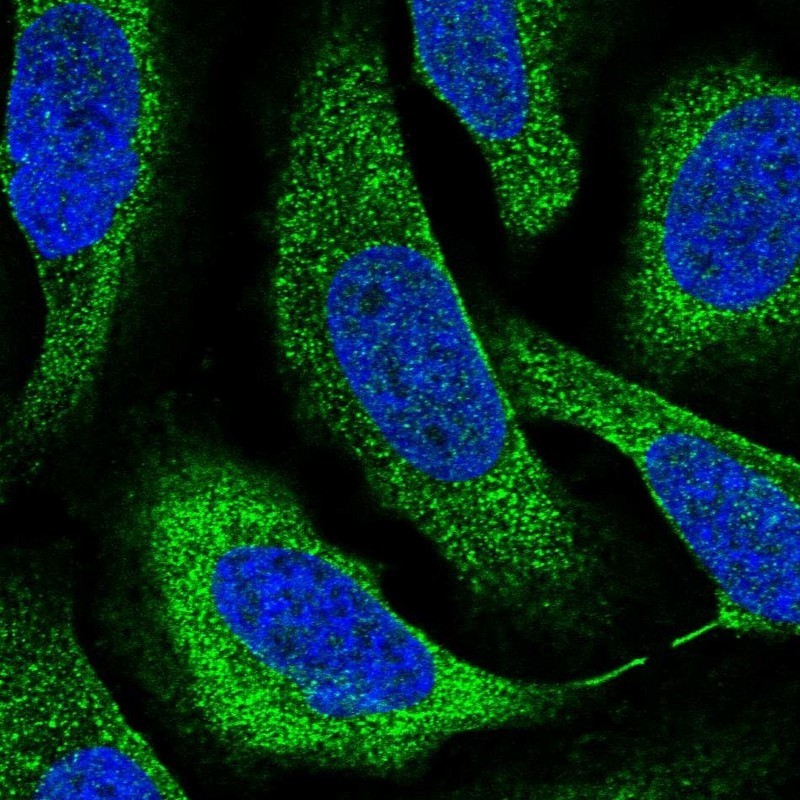 Immunocytochemistry/Immunofluorescence: Arginine decarboxylase Antibody [NBP1-82878] - Staining of human cell line U-2 OS shows positivity in cytoplasm.