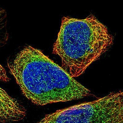 Immunocytochemistry/Immunofluorescence: CEP57 Antibody [NBP1-83045] - Staining of human cell line U-2 OS shows positivity in cytoskeleton (microtubules).