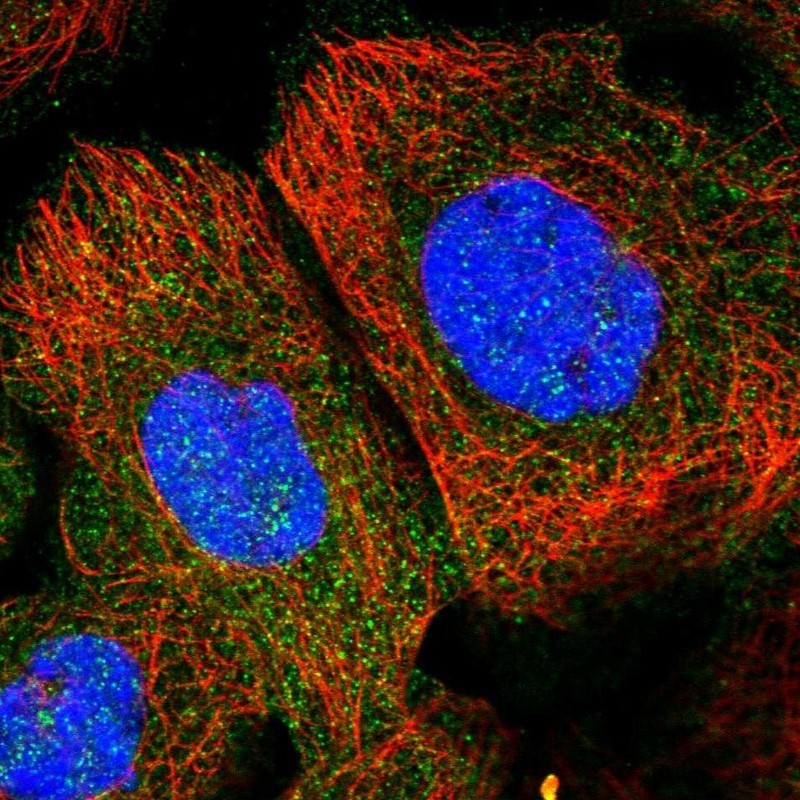 Immunocytochemistry/Immunofluorescence: PLEKHF2 Antibody [NBP1-82265] - Staining of human cell line A-431 shows positivity in nucleus but not nucleoli & cytoplasm.