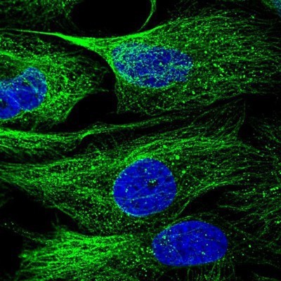 Immunocytochemistry/Immunofluorescence: NTF2 Antibody [NBP1-82520] - Staining of human cell line U-2 OS shows positivity in cytoskeleton (microtubules).