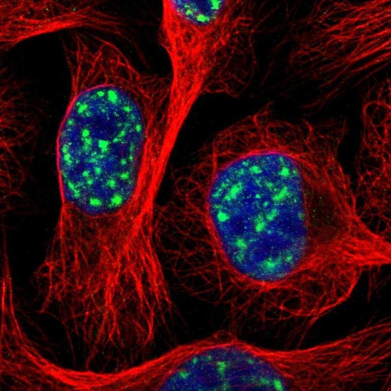 Immunocytochemistry/Immunofluorescence: TPD52L3/D55 Antibody [NBP1-82506] - Staining of human cell line U-2 OS shows positivity in nuclei but not nucleoli.