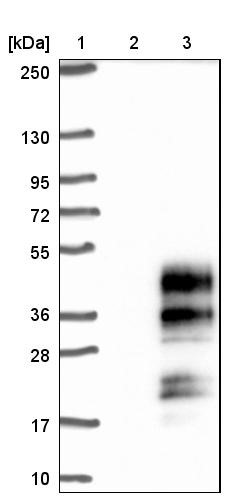 Western Blot: C19orf18 Antibody [NBP1-82690] - Lane 1: Marker [kDa] 250, 130, 95, 72, 55, 36, 28, 17, 10<br/>Lane 2: Negative control (vector only transfected HEK293T lysate)<br/>Lane 3: Over-expression lysate (Co-expressed with a C-terminal myc-DDK tag (~3.1 kDa) in mammalian HEK293T cells, LY407528)