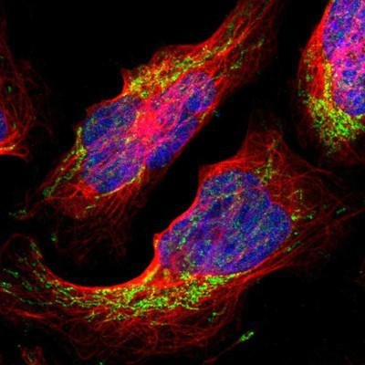 Immunocytochemistry/Immunofluorescence: TSFM Antibody [NBP1-83991] - Staining of human cell line U-2 OS shows positivity in nucleus & mitochondria.