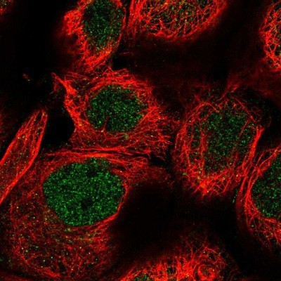 Immunocytochemistry/Immunofluorescence: Homez Antibody [NBP1-81405] - Staining of human cell line A-431 shows positivity in nucleus but not nucleoli.