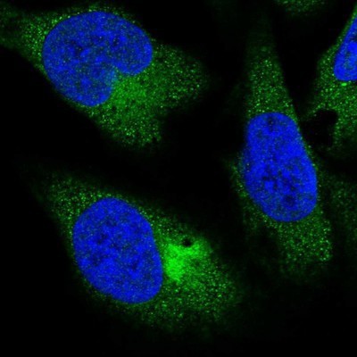 Immunocytochemistry/Immunofluorescence: PPP4R4 Antibody [NBP1-81393] - Staining of human cell line U-2 OS shows positivity in cytoplasm.
