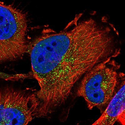 Immunocytochemistry/Immunofluorescence: SEC24C Antibody [NBP1-81550] - Staining of human cell line U-251 MG shows positivity in nucleus but not nucleoli & vesicles.