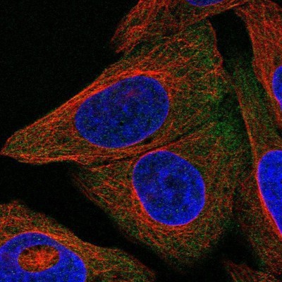 Immunocytochemistry/Immunofluorescence: GPD1L Antibody [NBP1-81548] - Staining of human cell line U-2 OS shows positivity in cytoplasm.