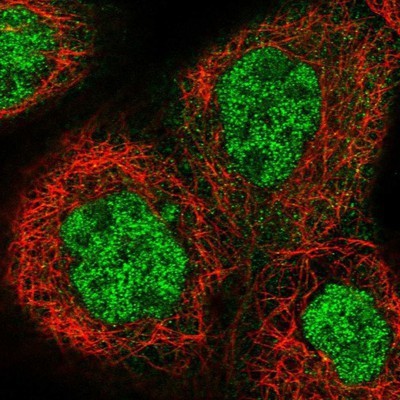 Immunocytochemistry/Immunofluorescence: SPZ1 Antibody [NBP1-82053] - Staining of human cell line A-431 shows positivity in nucleus but not nucleoli & cytoplasm.