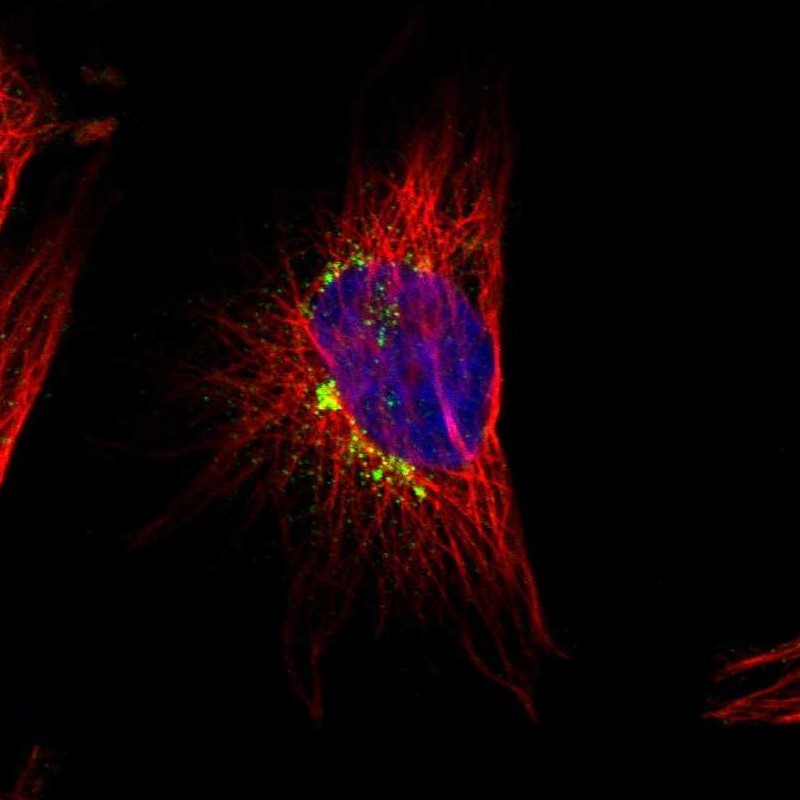 Immunocytochemistry/Immunofluorescence: MRI/modulator of retrovirus infection homolog Antibody [NBP1-82120] - Staining of human cell line U-251MG shows positivity in golgi.