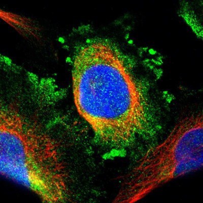 Immunocytochemistry/Immunofluorescence: MYO19 Antibody [NBP1-82101] - Staining of human cell line U-251MG shows positivity in cytoplasm.