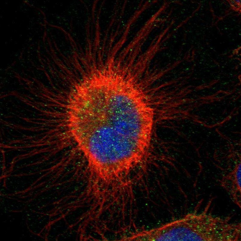 Immunocytochemistry/Immunofluorescence: CCDC134 Antibody [NBP1-82125] - Staining of human cell line U-251MG shows positivity in nucleus & cytoplasm.