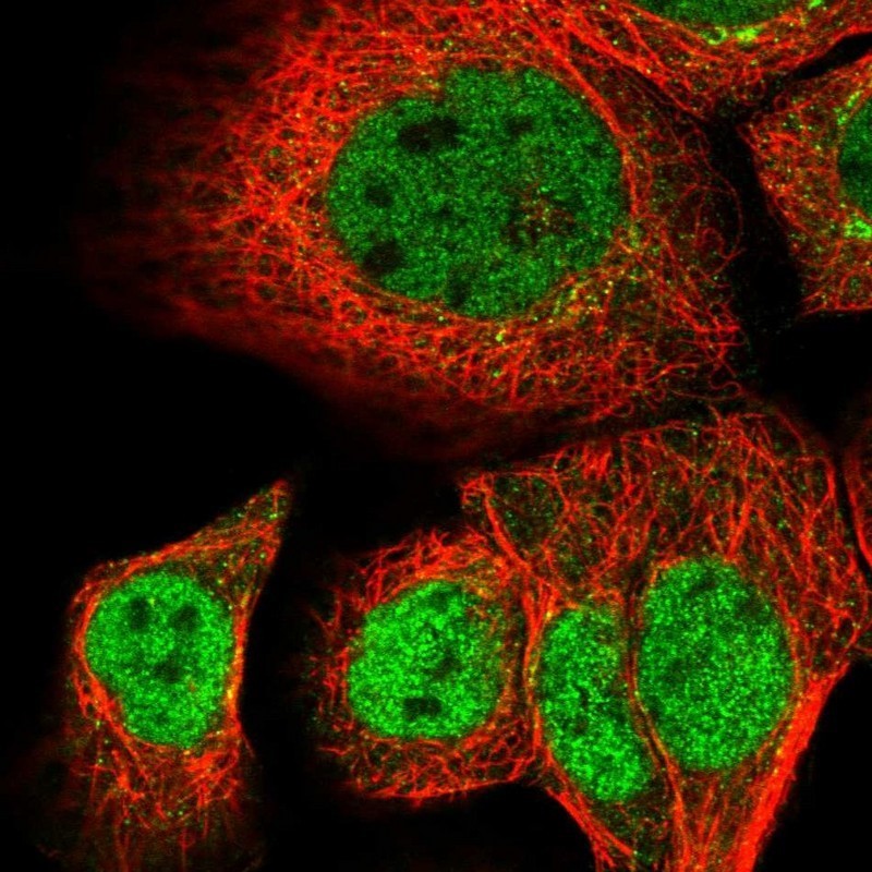 Immunocytochemistry/Immunofluorescence: NUPL2 Antibody [NBP2-31884] - Immunofluorescent staining of human cell line A-431 shows positivity in nucleus but excluded from the nucleoli.