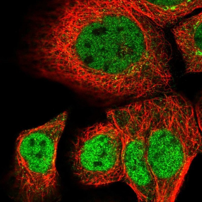 Immunocytochemistry/Immunofluorescence: NUPL2 Antibody [NBP2-31884] - Immunofluorescent staining of human cell line A-431 shows positivity in nucleus but excluded from the nucleoli.