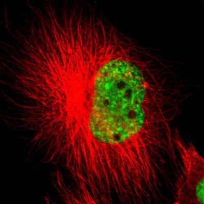 Immunocytochemistry/Immunofluorescence: SF3A1 Antibody [NBP1-87214] - Staining of human cell line U-251 MG shows positivity in nucleus but not nucleoli.