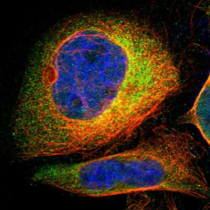 Immunocytochemistry/Immunofluorescence: MKRN1 Antibody [NBP1-87123] - Staining of human cell line U-2 OS shows positivity in nucleus & cytoplasm.
