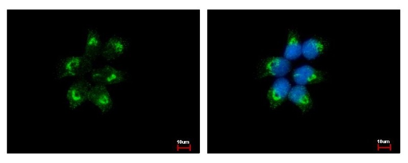 Immunocytochemistry/Immunofluorescence: EIF1AY Antibody [NBP2-14944] - Sample: A431 cells were fixed in ice-cold Methanol for 5 min. Green: EIF1AY protein stained by EIF1AY antibody diluted at 1:500. Blue: Hoechst 33343 staining.