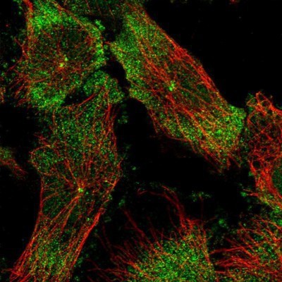 Immunocytochemistry/Immunofluorescence: Eaf6 Antibody [NBP1-90714] - Staining of human cell line U-251 MG shows positivity in nucleus but not nucleoli, cytoplasm & centrosome.
