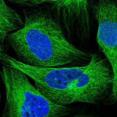 Immunocytochemistry/Immunofluorescence: Septin-12 Antibody [NBP1-91640] - Staining of human cell line U-2 OS shows positivity in cytoskeleton (microtubules).