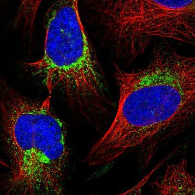 Immunocytochemistry/Immunofluorescence: FAM36A Antibody [NBP1-91885] - Staining of human cell line U-2 OS shows positivity in mitochondria.