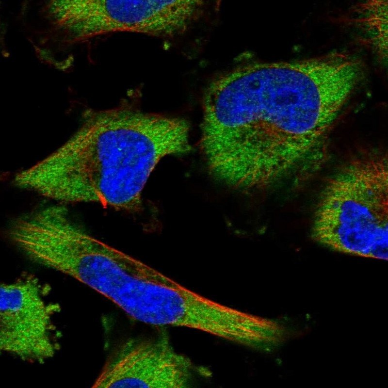 Immunocytochemistry/Immunofluorescence: LARP5 Antibody [NBP1-87902] - Staining of human cell line U-251 MG shows positivity in cytoplasm.