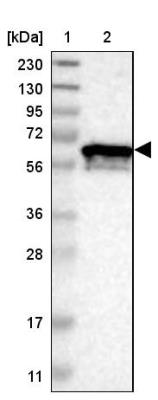 Western Blot: CBF1-interacting corepressor Antibody [NBP1-88083] - Lane 1: Marker [kDa] 230, 130, 95, 72, 56, 36, 28, 17, 11<br/>Lane 2: Human cell line RT-4
