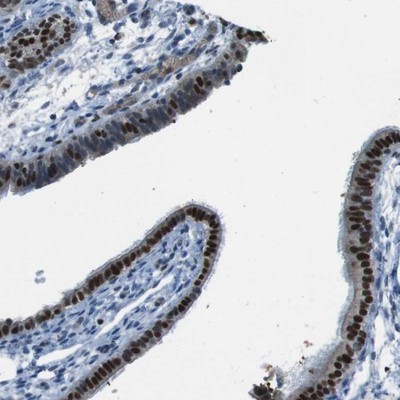 Immunohistochemistry-Paraffin: CBF1-interacting corepressor Antibody [NBP1-88083] - Immunohistochemical staining of human fallopian tube shows strong nuclear positivity in glandular cells.