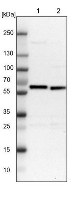 Western Blot: CBF1-interacting corepressor Antibody [NBP1-88083] - Lane 1: NIH-3T3 cell lysate (Mouse embryonic fibroblast cells), Lane 2: NBT-II cell lysate (Rat Wistar bladder tumour cells).