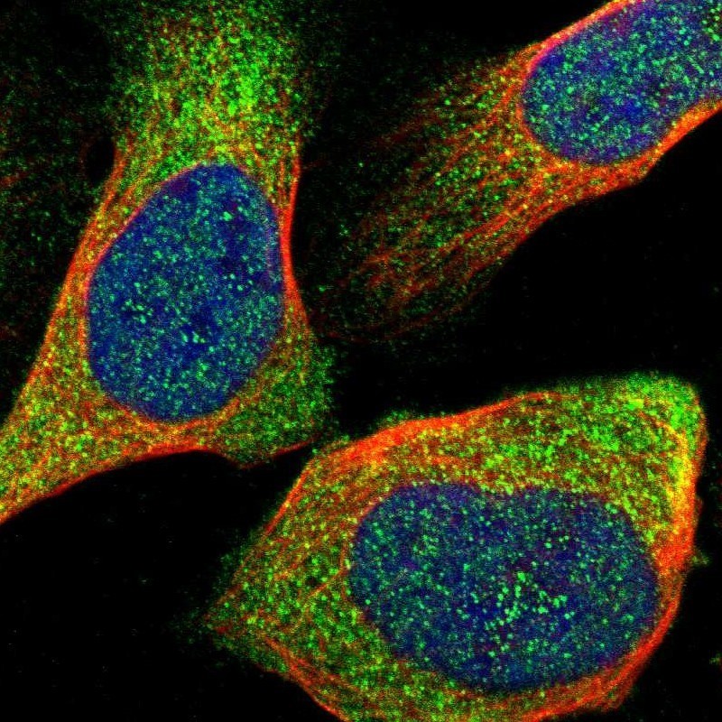 Immunocytochemistry/Immunofluorescence: BNIPL Antibody [NBP1-88557] - Staining of human cell line U-2 OS shows positivity in cytoplasm.