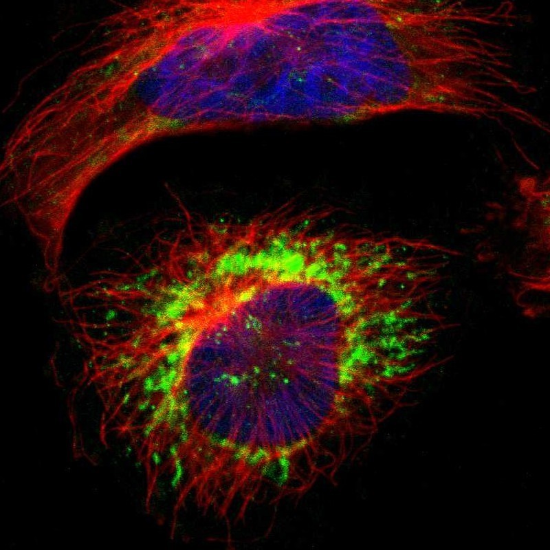 Immunocytochemistry/Immunofluorescence: PCDH7 Antibody [NBP1-88610] - Staining of human cell line U-251MG shows positivity in mitochondria.