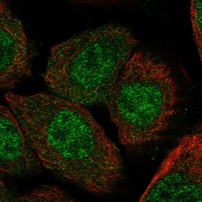 Immunocytochemistry/Immunofluorescence: APEX2 Antibody [NBP1-89047] - Staining of human cell line A-431 shows positivity in nucleus but not nucleoli & cytoplasm.