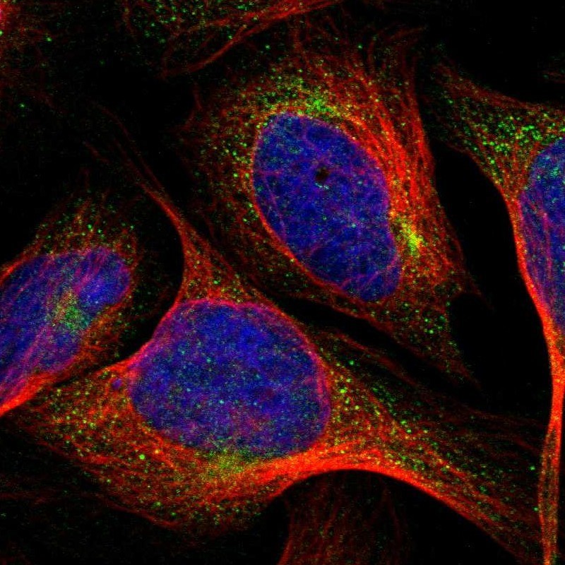Immunocytochemistry/Immunofluorescence: PHF11 Antibody [NBP1-88684] - Staining of human cell line U-2 OS shows positivity in cytoplasm.