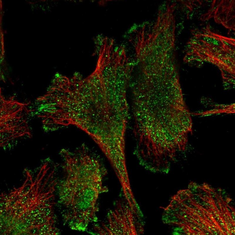 Immunocytochemistry/Immunofluorescence: BANK1 Antibody [NBP1-88714] - Staining of human cell line U-251 MG shows positivity in nucleus but not nucleoli, cytoplasm & focal adhesions.
