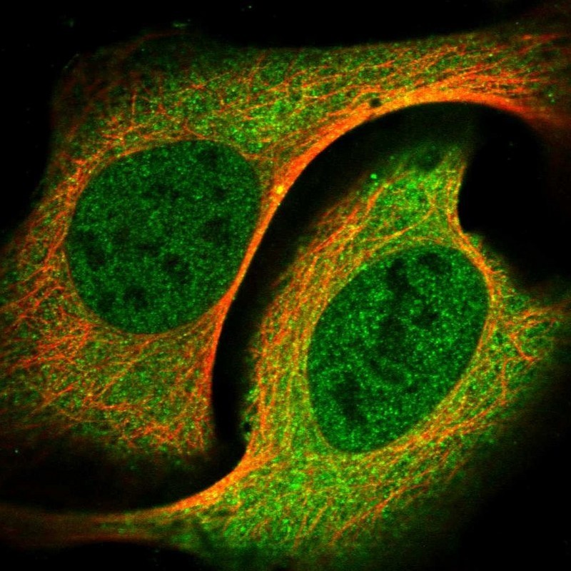 Immunocytochemistry/Immunofluorescence: NEUROD4 Antibody [NBP1-88884] - Staining of human cell line U-2 OS shows positivity in nucleus but not nucleoli & cytoplasm.