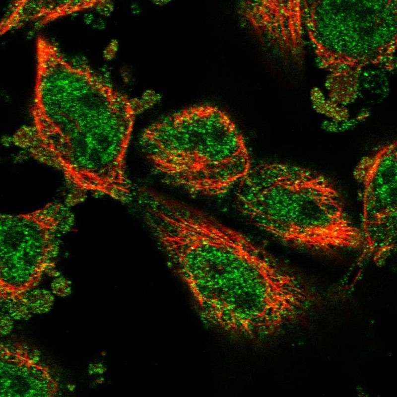 Immunocytochemistry/Immunofluorescence: LCA5L Antibody [NBP1-88281] - Staining of human cell line U-251MG shows positivity in nucleus but not nucleoli & cytoplasm.