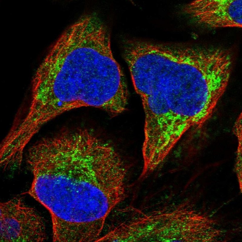 Immunocytochemistry/Immunofluorescence: RASSF8 Antibody [NBP1-88388] - Staining of human cell line U-2 OS shows positivity in cytoplasm & mitochondria.