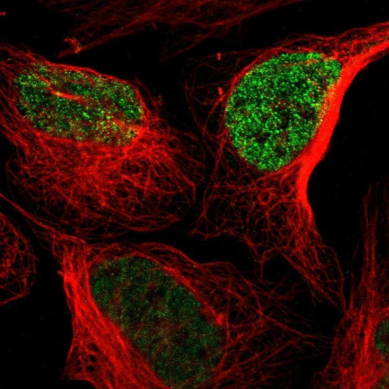 Immunocytochemistry/Immunofluorescence: Calcium Channel Flower Homolog Antibody [NBP1-84307] - Staining of human cell line U-2 OS shows positivity in nucleus but not nucleoli.