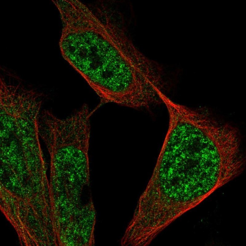 Immunocytochemistry/Immunofluorescence: EFCAB3 Antibody [NBP1-83555] - Staining of human cell line U-2 OS shows positivity in nuclei but not nucleoli.