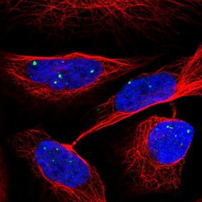 Immunocytochemistry/Immunofluorescence: Exosome component 1 Antibody [NBP1-84523] - Staining of human cell line U-2 OS shows positivity in nucleus but not nucleoli.