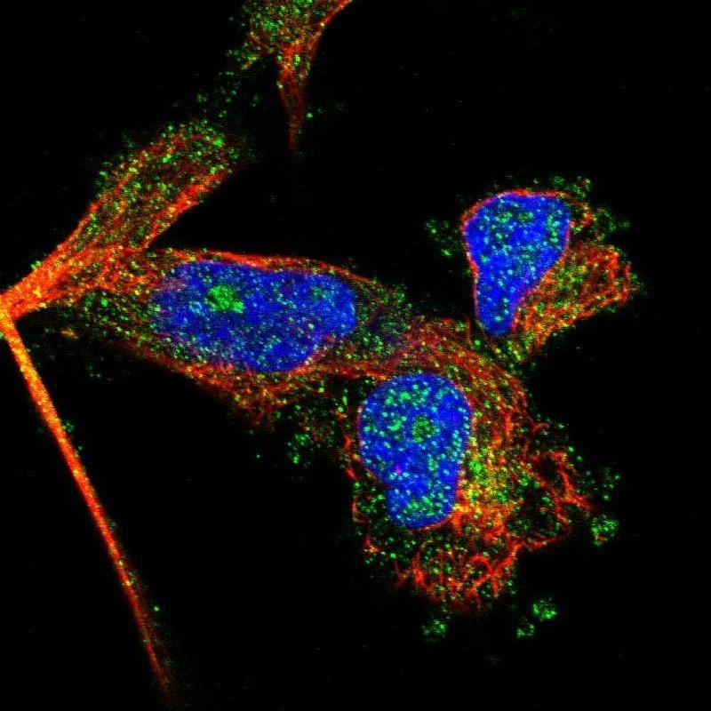 Immunocytochemistry/Immunofluorescence: FGF18 Antibody [NBP1-84690] - Staining of human cell line U-251MG shows positivity in nucleoli & cytoplasm.